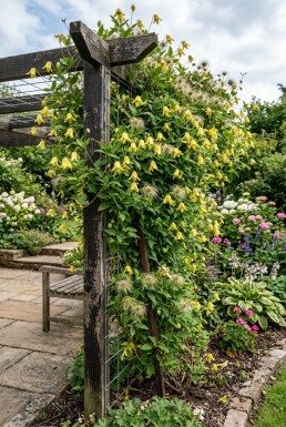Clematis orientalis Stok