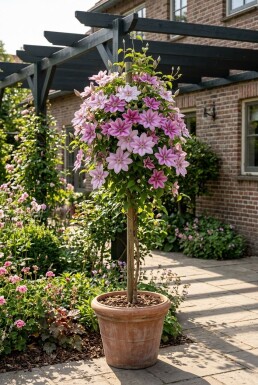 Clematis 'Piilu' Tuteur