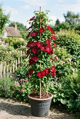 Clematis 'Rouge Cardinal' Tuteur