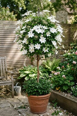 Clematis 'Shirayukihime' Tige