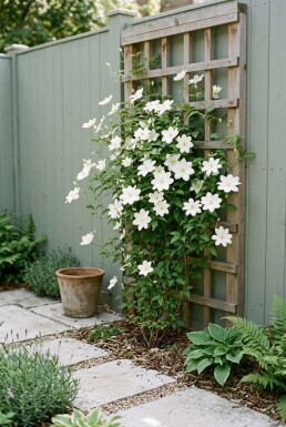 Clematis 'Shirayukihime' Tige