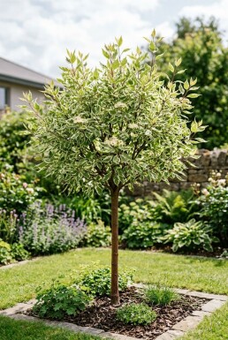 Cornus alba 'Elegantissima' Demi-tige