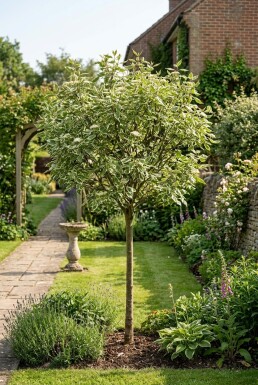 Cornus alba 'Elegantissima' Demi-tige