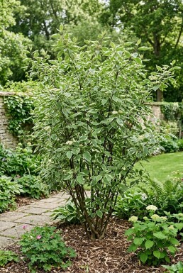 Cornus alba 'Elegantissima'