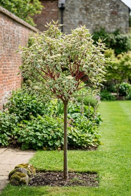 Cornus alba 'Miracle' Demi-tige