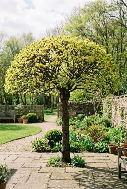 Cornus mas Parasol