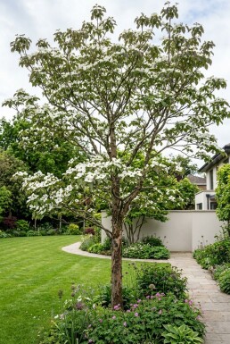 Cornus 'Venus' Solitiaire