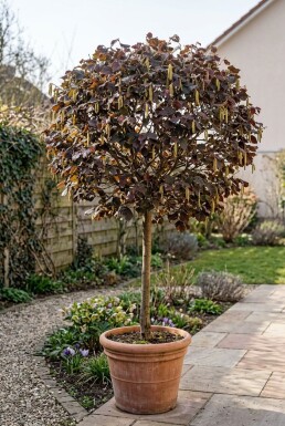 Corylus avellana 'Anny's Red Dwarf' sur tige