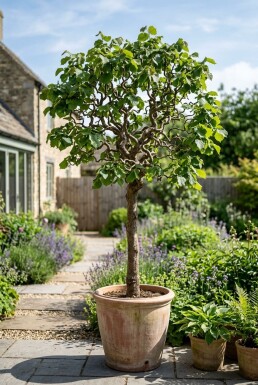 Corylus avellana 'Contorta' Sur tige