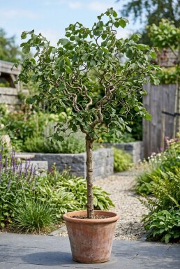 Corylus avellana 'Contorta' Sur tige