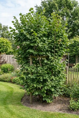 Corylus avellana 'Cosford' Arceau de support