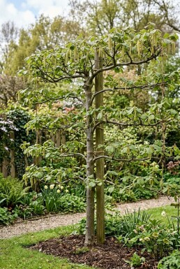 Corylus avellana 'Halle'sche Riesennuss' Draagbeugel