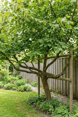 Corylus avellana 'Halle'sche Riesennuss' Draagbeugel