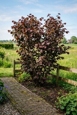 Corylus avellana 'Roter Zeller' Support