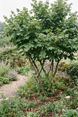 Corylus avellana 'Webb's Prize Cob' Support