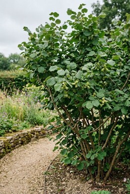 Corylus avellana 'Webb's Prize Cob' Support