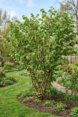 Corylus avellana 'Webb's Prize Cob' Arbuste
