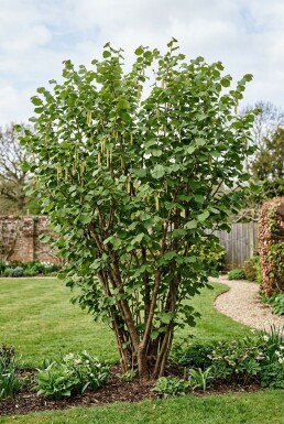 Corylus avellana 'Webb's Prize Cob' Arbuste