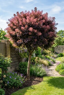 Cotinus coggygria 'Royal Purple' demi-tige