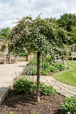 Cotoneaster apiculatus 'Blackburn' demi-tige