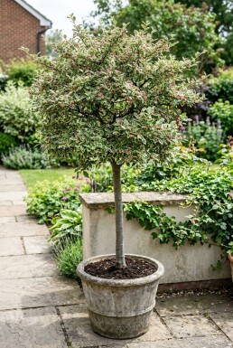 Cotoneaster atropurpureus 'Variegatus' Sur tige
