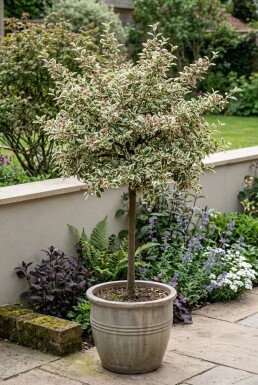 Cotoneaster atropurpureus 'Variegatus' Sur tige