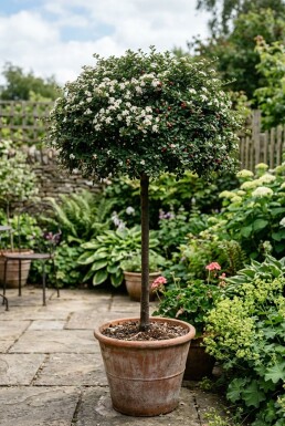 Cotoneaster dammeri 'Major' Sur tige
