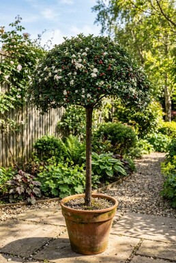 Cotoneaster dammeri 'Namsham' Sur tige