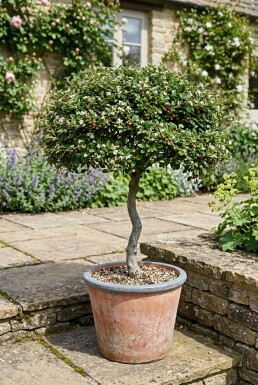 Cotoneaster dammeri 'Streibs Findling' sur tige