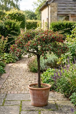Cotoneaster horizontalis Sur tige