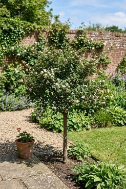 Cotoneaster nanshan 'Boer' Demi-tige