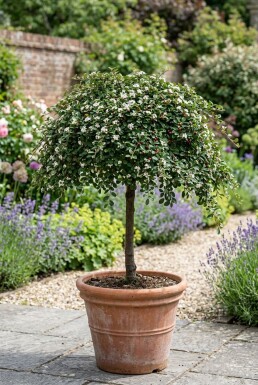 Cotoneaster procumbens 'Queen of Carpets' sur tige