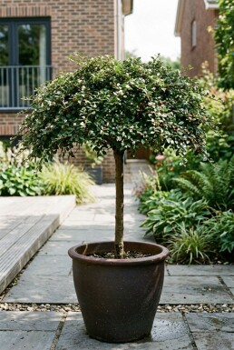 Cotoneaster procumbens 'Queen of Carpets' sur tige