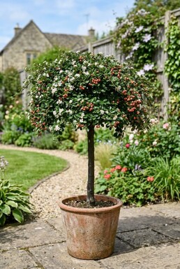 Cotoneaster suecicus 'Coral Beauty' Demi-tige