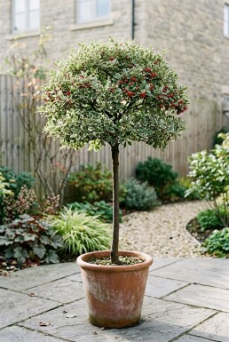 Cotoneaster suecicus 'Juliette' sur tige