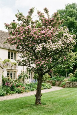 Crataegus laevigata 'Plena'
