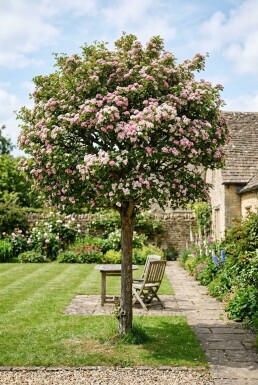 Crataegus laevigata 'Plena' Demi-tige