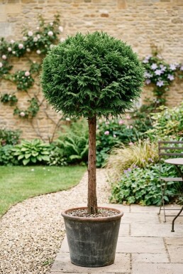 Cryptomeria japonica 'Globosa Nana' Sur tige