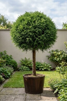 Cryptomeria japonica 'Globosa Nana' Sur tige