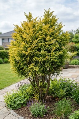Cryptomeria japonica 'Kyara Gold' Arbuste