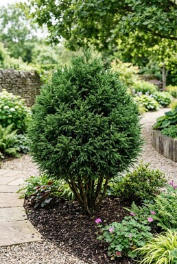 Cryptomeria japonica 'Little Champion' Arbuste