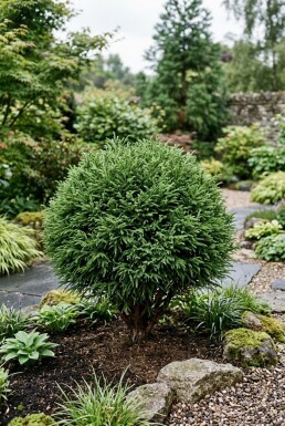 Cryptomeria japonica 'Vilmoriniana' Arbuste