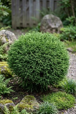 Cryptomeria japonica 'Vilmoriniana' Arbuste