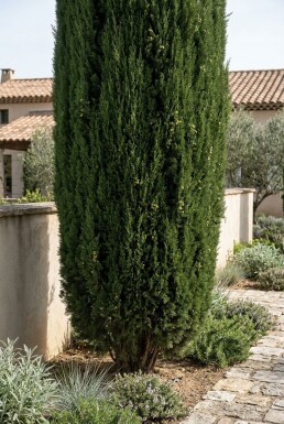 Cupressus sempervirens 'Pyramidalis' Arbuste