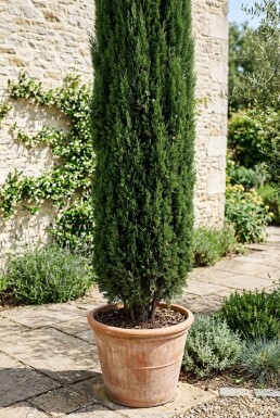 Cupressus sempervirens 'Totem' Arbuste