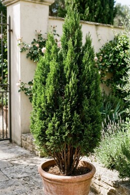 Cupressus sempervirens 'Totem' Arbuste