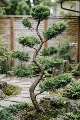 Cuprocyparis leylandii bonsai Bonsaï