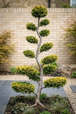 Cuprocyparis leylandii 'Castlewellan Gold' Bonsai