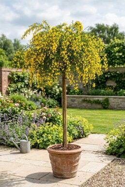 Cytisus 'Golden Tears' sur tige