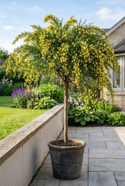 Cytisus 'Golden Tears' sur tige